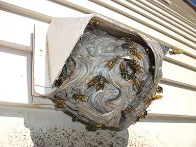 Yellow Jacket Services